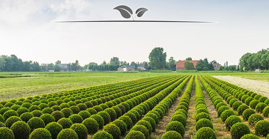 Wat gebeurt er na het bestellen van planten? | Gardline